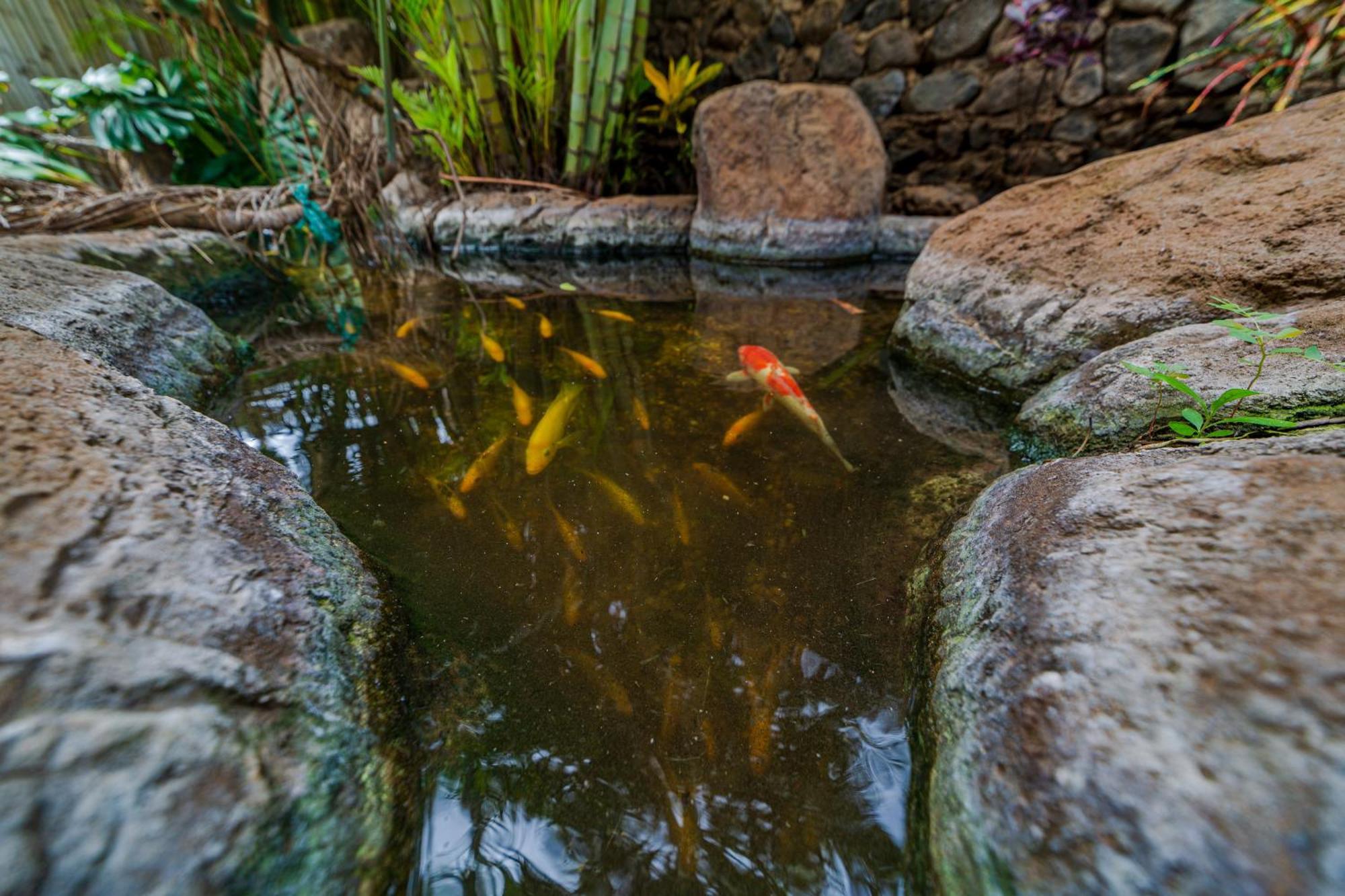 Bamboo Suite, 1 Bedroom, Sleeps 4, Pool & Bbq, Pre-Renovation Summer Sale Kihei Exteriör bild